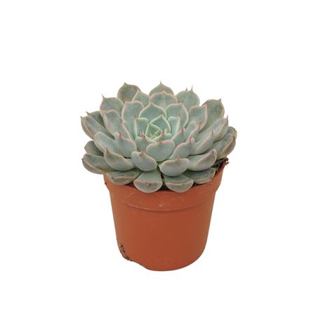Echeveria Texensis Rosa