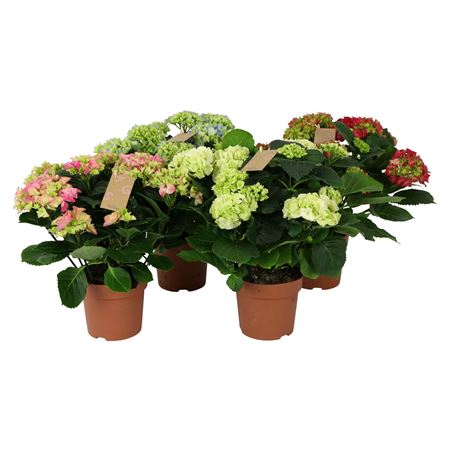 Hydrangea Ma Mix 9+