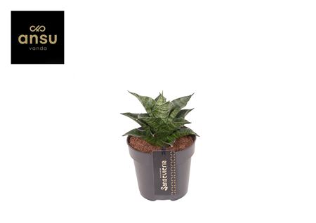 Sansevieria Star Mini Marble No. 1