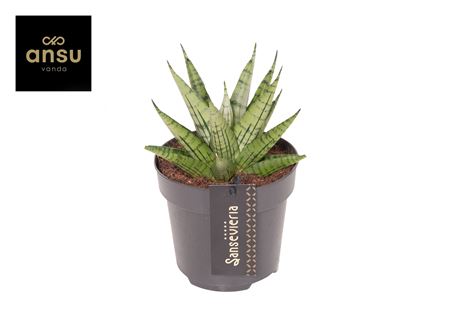 Sansevieria Comet Mini Queen No. 2
