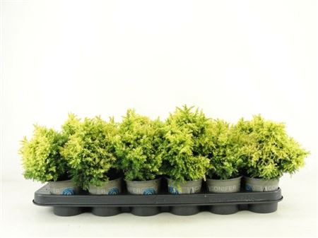 Cryptomeria Jap Twinkle Toes