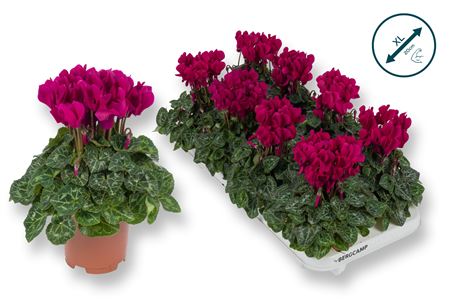 Cyclamen Compact Purple