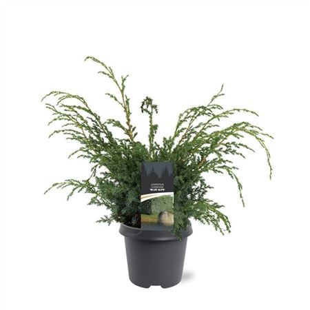 Juniperus Chinensis Blue Alps