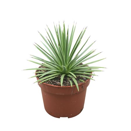 Agave Nana