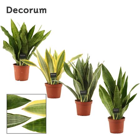Sansevieria Aubrytiana Mix (decorum)