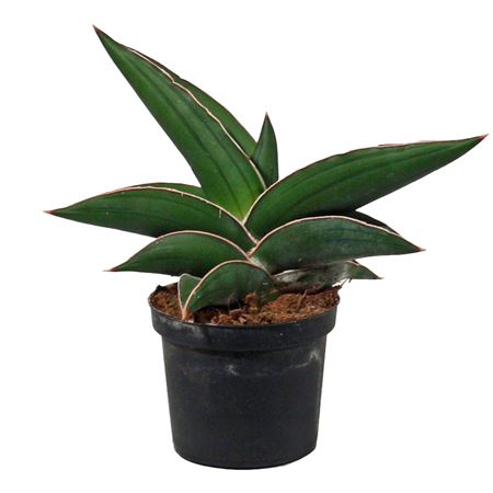 Sansevieria Samurai