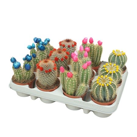 Pd Mix Cactus Dryflower