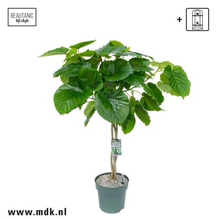 Ficus Umbellata Twisted Stem + Watermeter