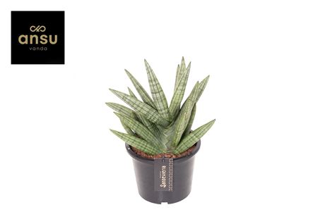 Sansevieria Inti No. 1