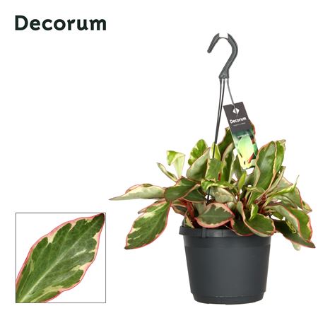 Peperomia Jellie