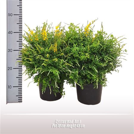 Cytissus Mad Bush