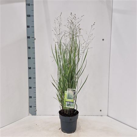 Panicum Virgatum Heavy Metal