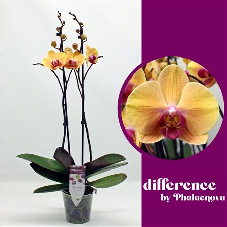 Phal 2st Solid Gold 14+ Raw ! (phalaenova)