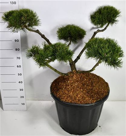 Pinus Mugo Mughus