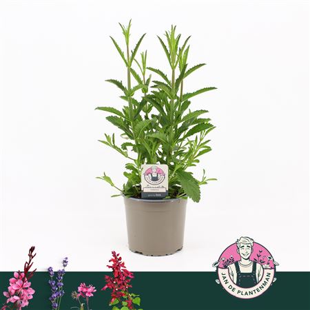 Verbena Bonariensis Bonne Blue