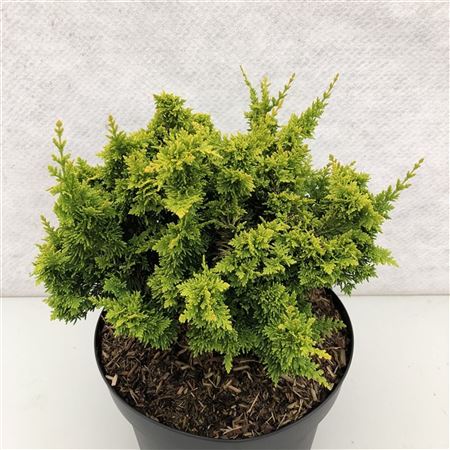 Chamaecyparis Obt Yellow Teddy Bear