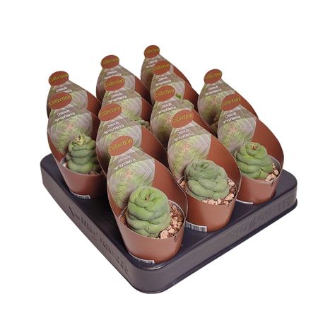 Crassula Hemisphaerica Potcover