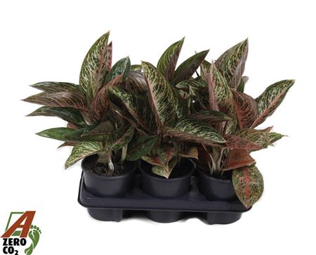 Aglaonema Starshine