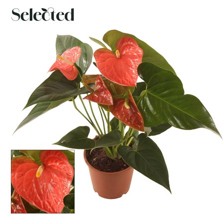 Anth An Prince Of Orange 4+ Selected