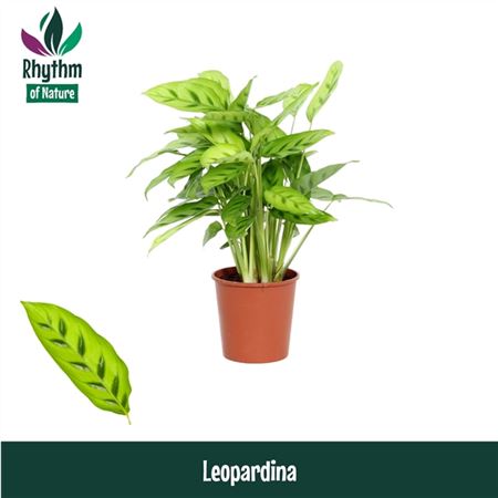 Calathea Leopardina Rhythm Of Nature
