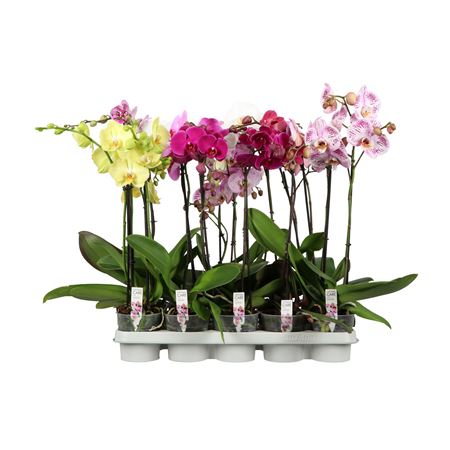 Phal 1-2st Mix A2 (opti)