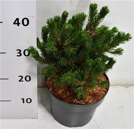 Pinus Mugo Humpy