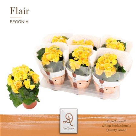 Begonia Nadine (dolc'amore)