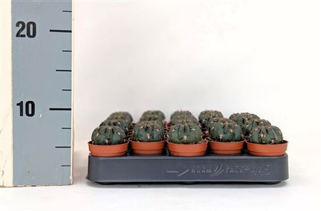 Lobivia Akersii 5,5 Cm