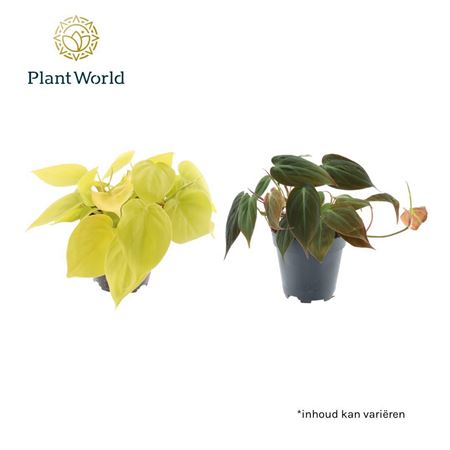Philodendron Scandens Micans Mix