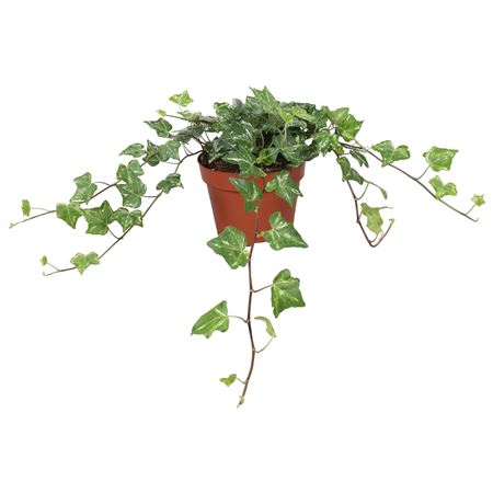 Hedera Helix Kolibri
