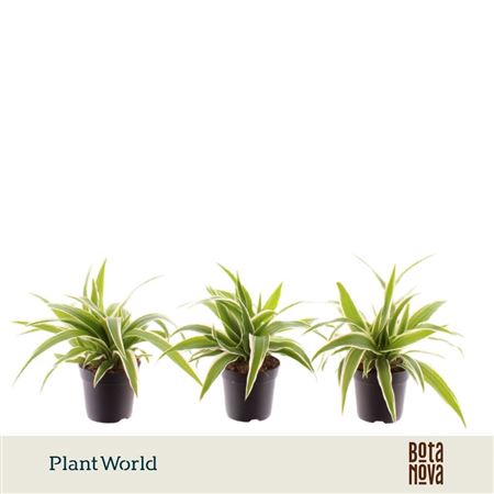 Chlorophytum Ocean