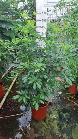 Schefflera Compacta Branched Bush