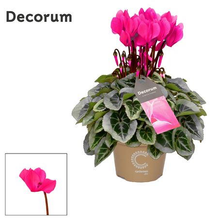 Cyclamen Picasso Pink (decorum)