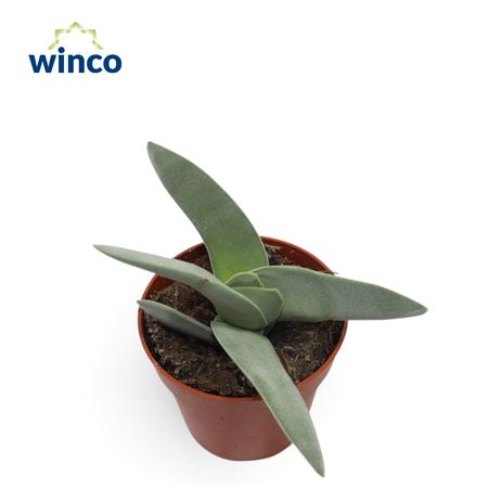 Crassula Cotyledonis