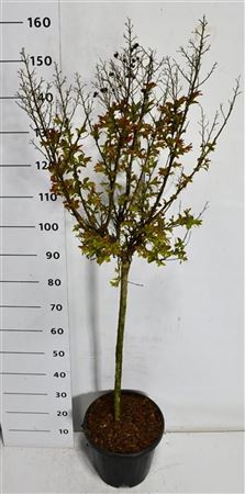 Lagerstroemia I. Berry Dazzle On Stem