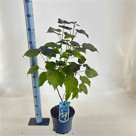 Catalpa Erubescens Purpurea