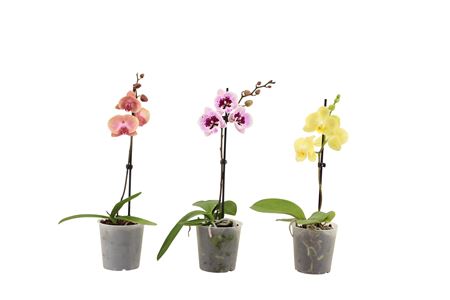 Phal 1st Mix Short 6+ (vg)