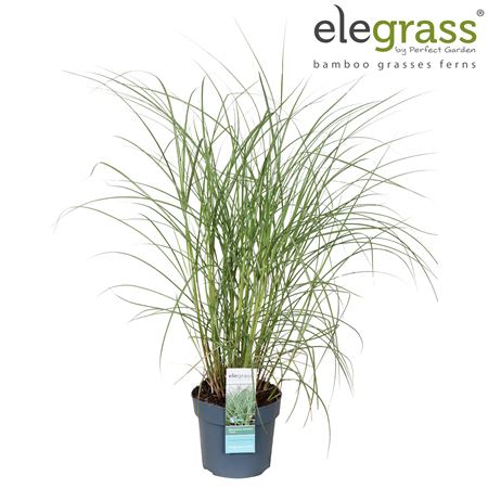Miscanthus Sinensis Adagio