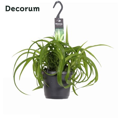 Chlorophytum Com.green Bonnie