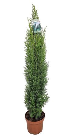Cupressus Semp Totem
