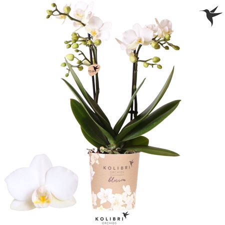 Phal 2st Blossom Zurich 30+ (ok)