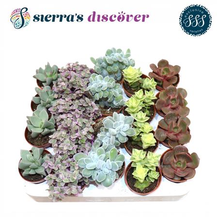 Succulent Mix Barcelona (discover)