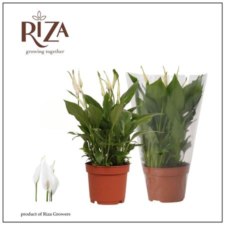 Spath Bellini 8+ (ultimo)