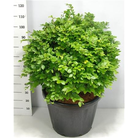 Fagus Sylvatica