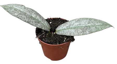 Hoya Mitrata Silver