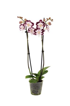Phal 2st Lilo 16+ (vg)