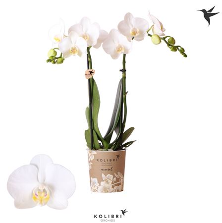 Phal Little Kolibri 2st Amabilis 22+ (ok)