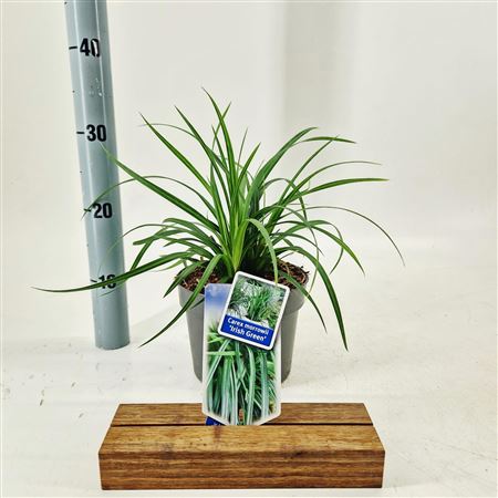 Carex Irish Green