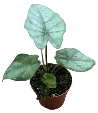Alocasia Heterophylla Corazon