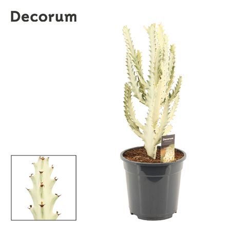 Euphorbia Lactea 21 Ghost (decorum)